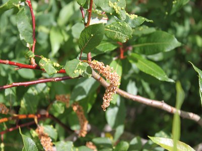 Balsam Willow
