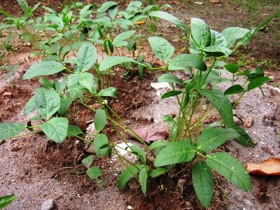 Bambara Groundnut