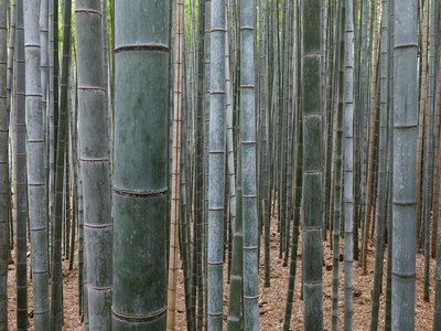 Bamboo