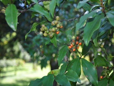 Banana Shrub