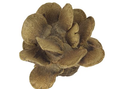 Banksia