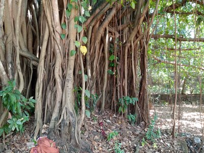 Banyan Fig