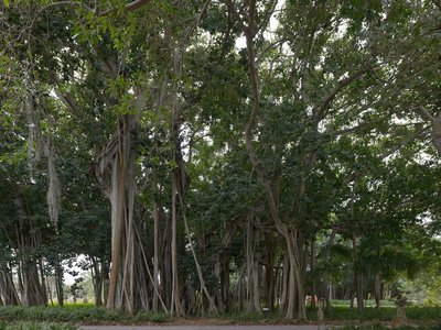 Banyan
