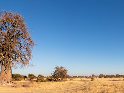 Baobab