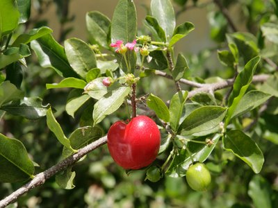 Barbados Cherry