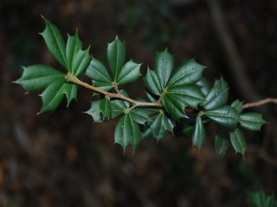 Bariaco