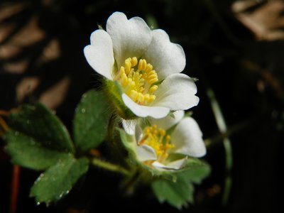 Barren Strawberry