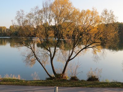 Basket Willow