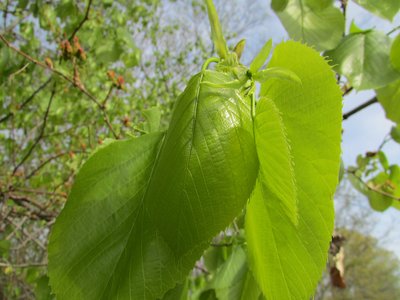 Basswood