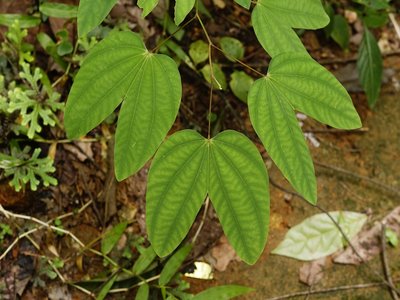 Bauhinia
