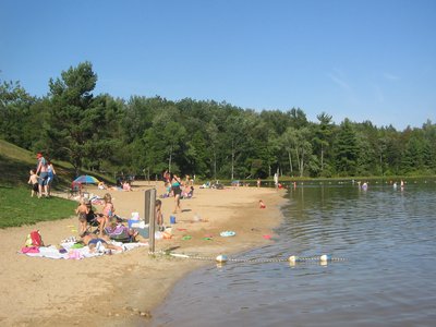 Beach Hickory