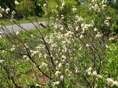 Beach Plum