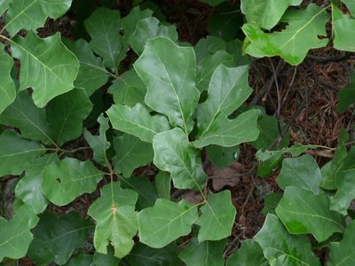 Bear Oak