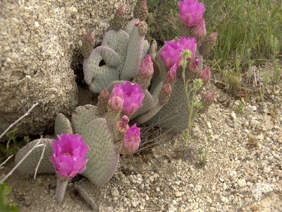 Beaver Tail Cactus