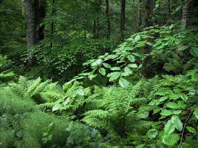 Beech Fern