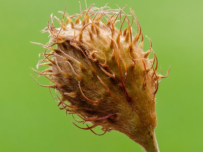 Beech