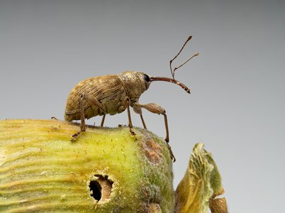 Beetle Nut
