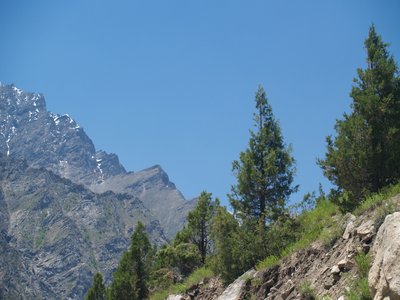 Bhutan Cypress