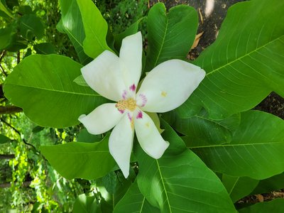 Bigleaf Magnolia