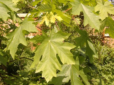 Bigleaf Maple