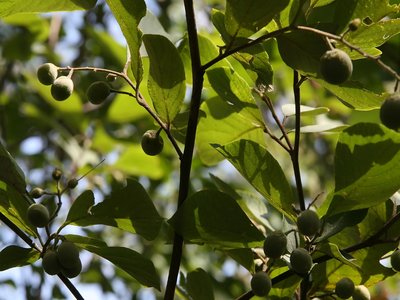 Bigleaf Snowbell