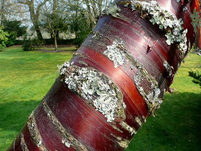 Birch Bark Cherry