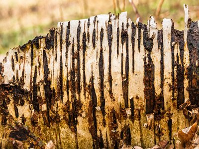 Birch