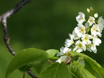 Birdcherry