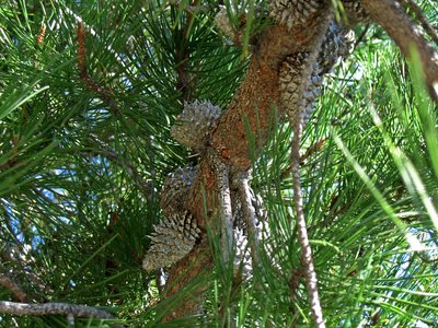 Bishop Pine