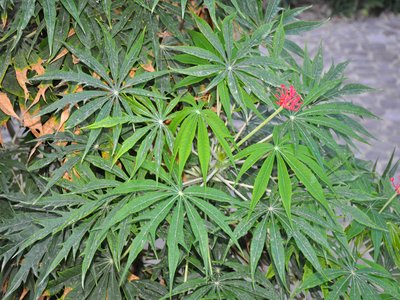 Bitter Cassava