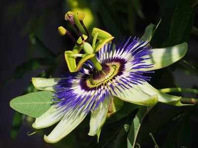 Bitter Passion Flower