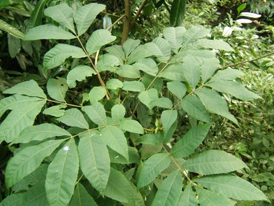 Bitternut Hickory