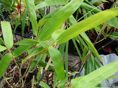 Black Bamboo