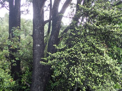 Black Beech