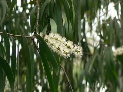 Black Cajeput