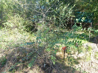 Black Hawthorn