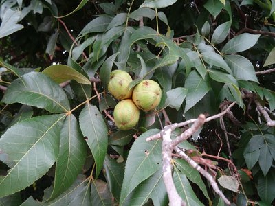 Black Hickory