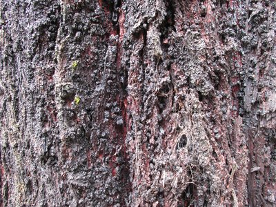 Black Ironbark