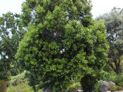 Black Ironwood