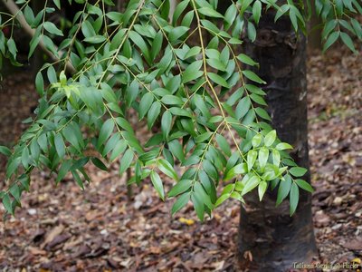 Black Kauri