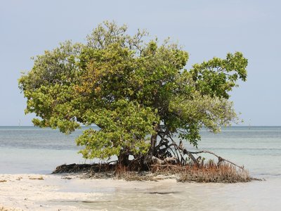 Black Mangrove