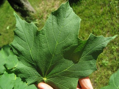 Black Maple