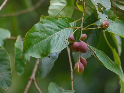 Black Myrobalan