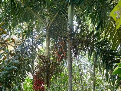 Black Palm