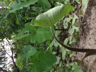Black Taro