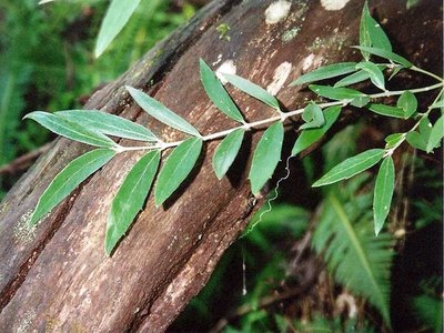 Blackheart Sassafras