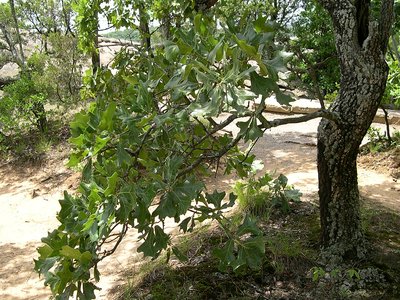 Blackjack Oak