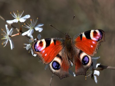 Blackthorn