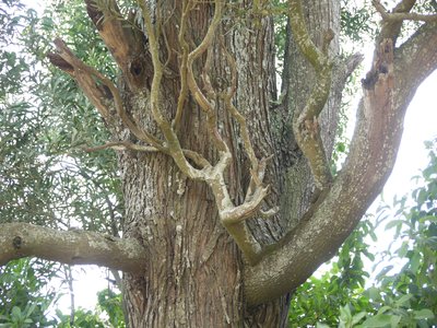 Blackwood Acacia