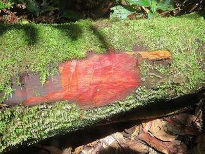 Bloodwood